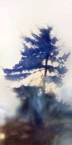 Pinyon Jay - 48x24 sm e